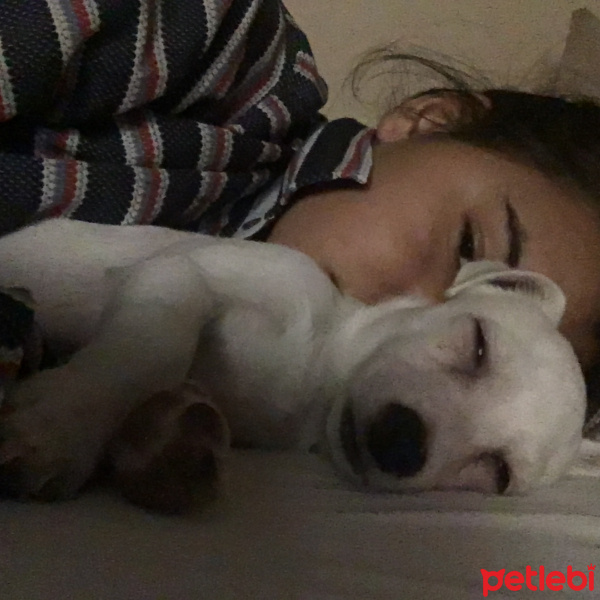 Chihuahua, Köpek  Tina fotoğrafı