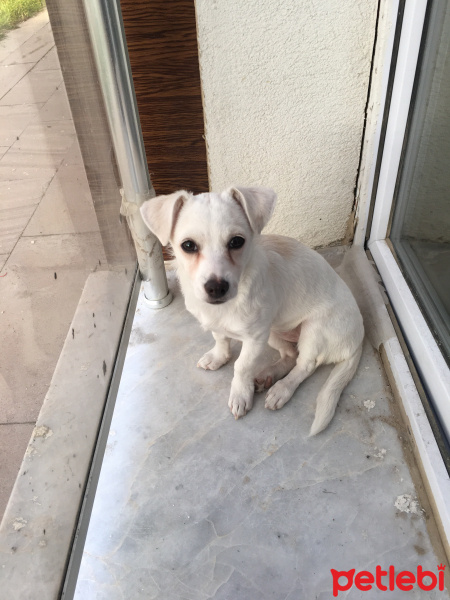 Chihuahua, Köpek  Tina fotoğrafı