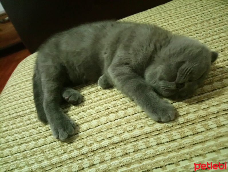 Scottish Fold, Kedi  Duman fotoğrafı