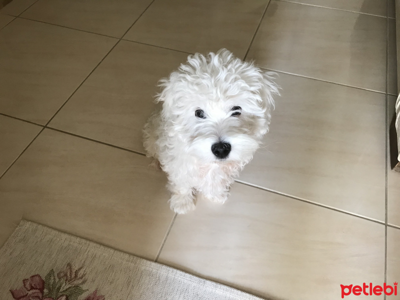 Maltese, Köpek  Odi fotoğrafı