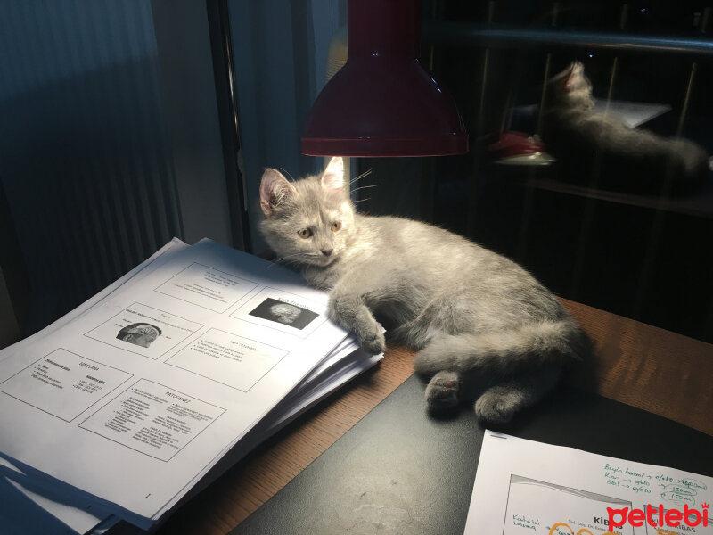 Scottish Fold, Kedi  Mona fotoğrafı