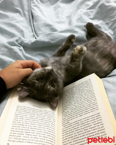 Scottish Fold, Kedi  Mona fotoğrafı