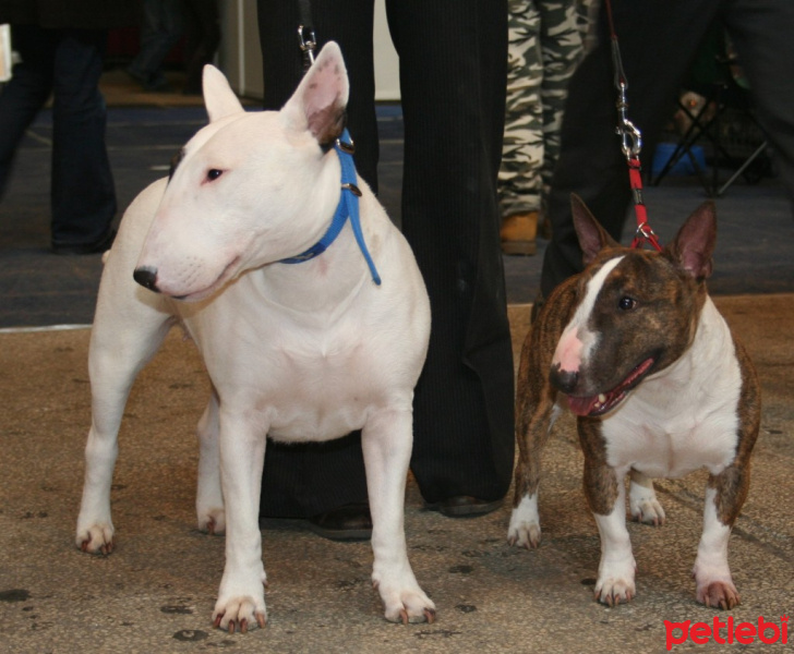 Bull Terrier, Köpek  abus fotoğrafı