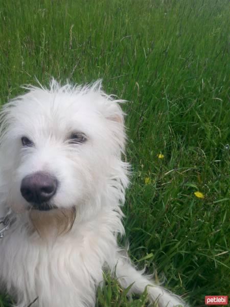 Sokö (Sokak Köpeği), Köpek  sultan fotoğrafı