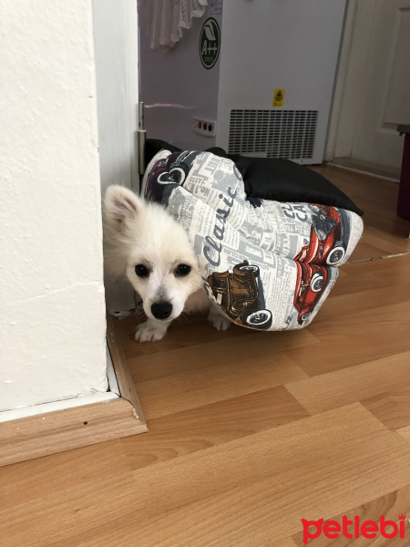 Pomeranyalı, Köpek  Odin fotoğrafı