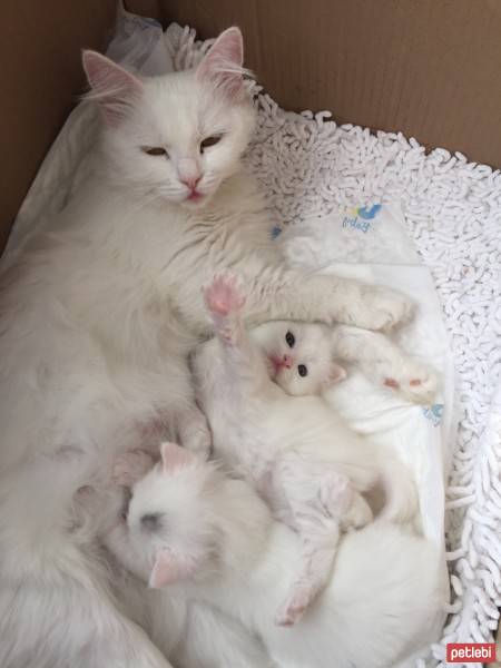 Ankara Kedisi, Kedi  ŞİRİN fotoğrafı