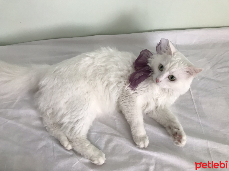 Van Kedisi, Kedi  Luna fotoğrafı