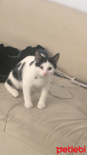 Tuxedo (Smokin) Kedi, Kedi  berkay nevzat fotoğrafı