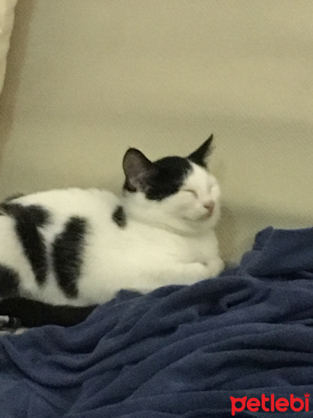 Tuxedo (Smokin) Kedi, Kedi  berkay nevzat fotoğrafı