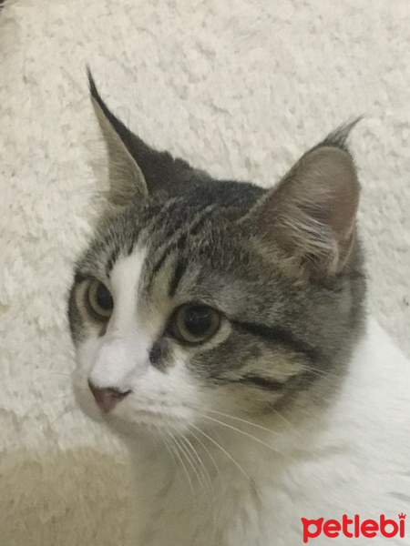 Tekir Kedi, Kedi  özlem fotoğrafı