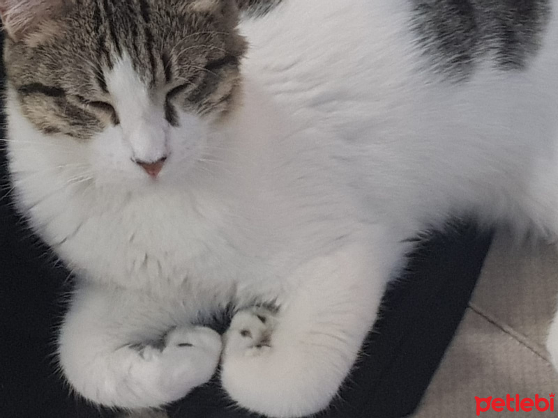 Tekir Kedi, Kedi  özlem fotoğrafı