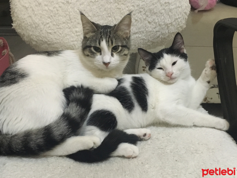 Tekir Kedi, Kedi  özlem fotoğrafı