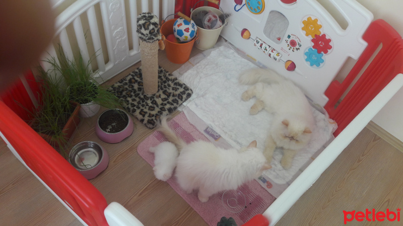 İran Kedisi (Persian), Kedi  MİRA fotoğrafı