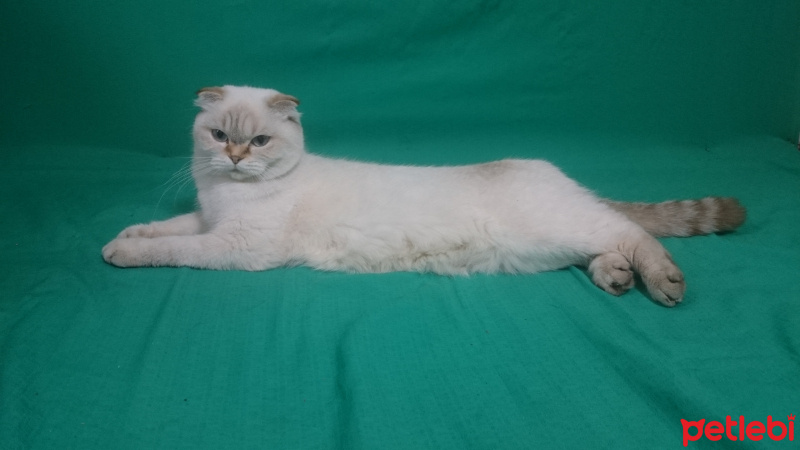 Scottish Fold, Kedi  Nika fotoğrafı