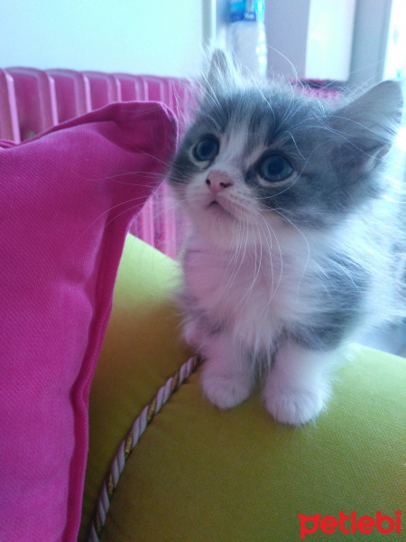 Exotic Shorthair, Kedi  Minnak fotoğrafı