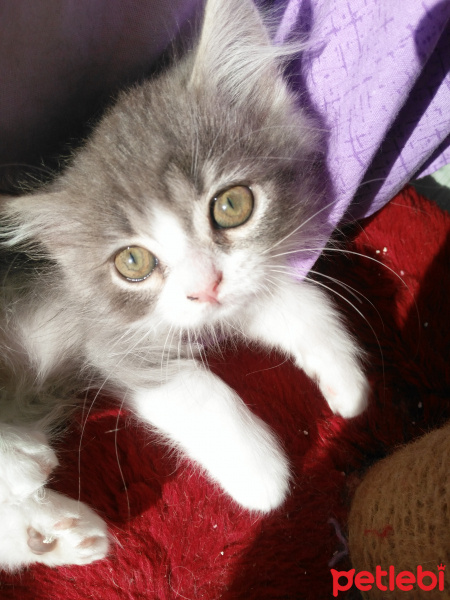 Exotic Shorthair, Kedi  Minnak fotoğrafı