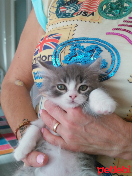 Exotic Shorthair, Kedi  Minnak fotoğrafı
