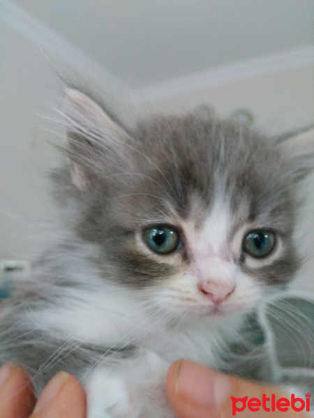 Exotic Shorthair, Kedi  Minnak fotoğrafı