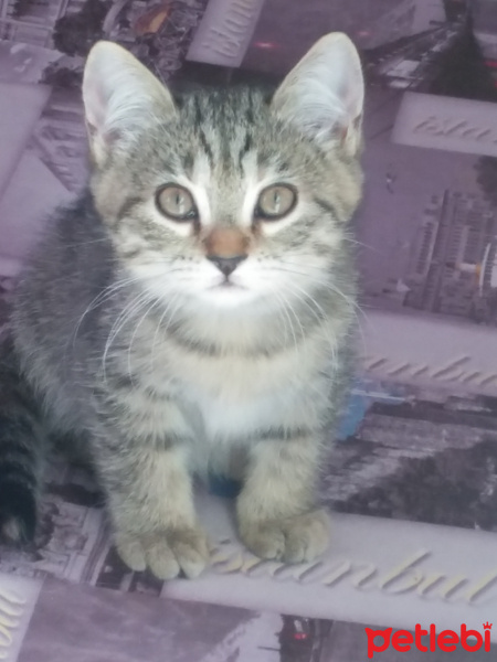 Exotic Shorthair, Kedi  Leopar fotoğrafı