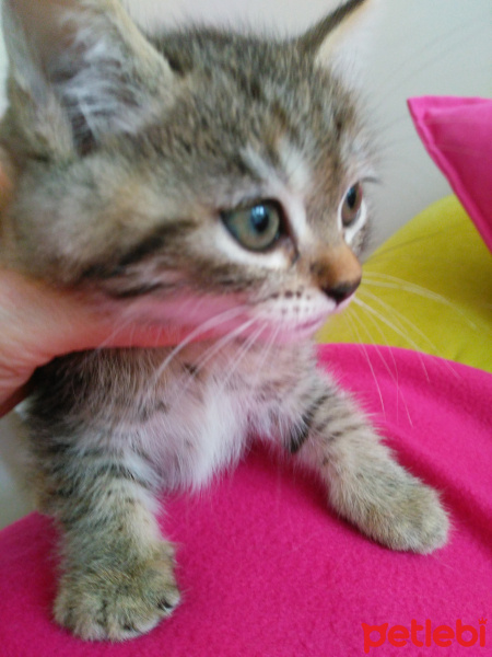 Exotic Shorthair, Kedi  Leopar fotoğrafı