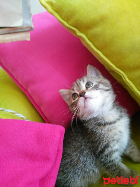 Exotic Shorthair, Kedi  Leopar fotoğrafı