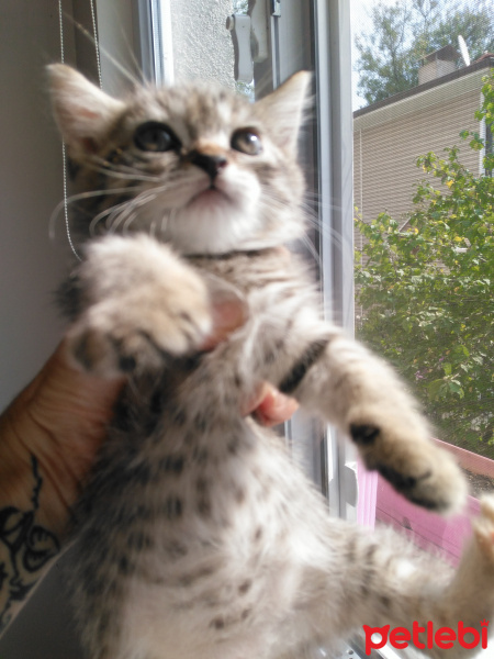 Exotic Shorthair, Kedi  Leopar fotoğrafı