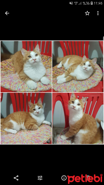 Norwegian Forest, Kedi  Portakal fotoğrafı