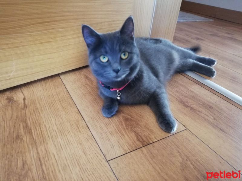 British Shorthair, Kedi  ilayla fotoğrafı