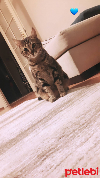 Tekir Kedi, Kedi  Minno fotoğrafı