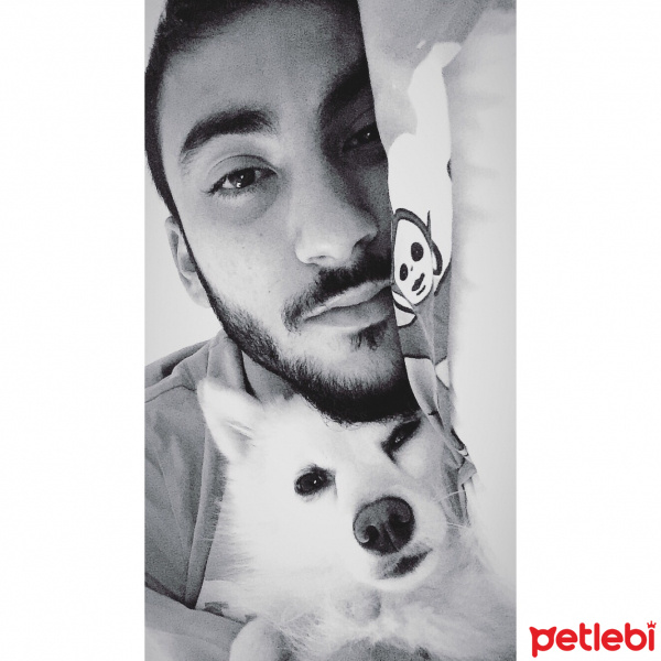 Pomeranyalı, Köpek  Asil fotoğrafı