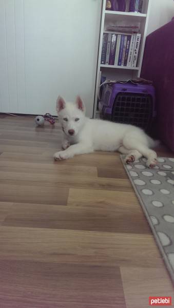 Sibirya Kurdu (Husky), Köpek  lilith fotoğrafı