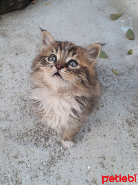 Tekir Kedi, Kedi  boncuk fotoğrafı