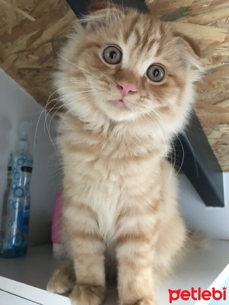 Scottish Fold, Kedi  Venüs fotoğrafı