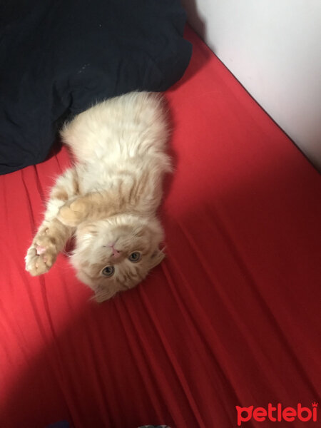 Scottish Fold, Kedi  Venüs fotoğrafı