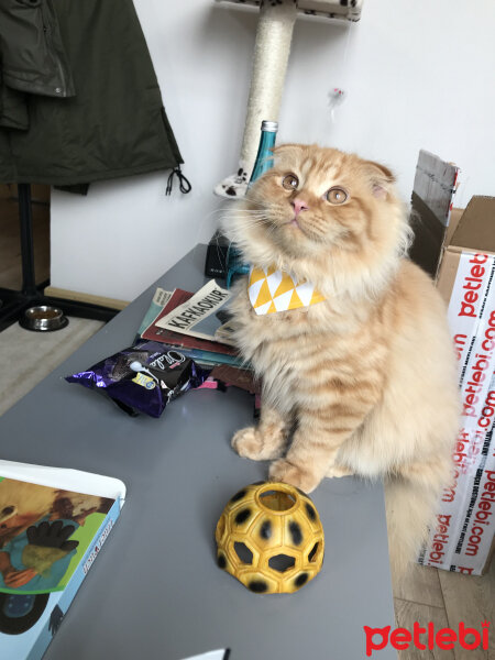 Scottish Fold, Kedi  Venüs fotoğrafı