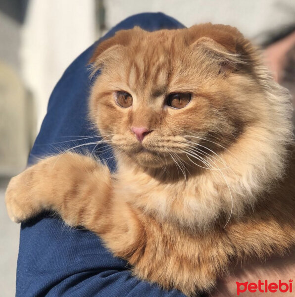 Scottish Fold, Kedi  Venüs fotoğrafı