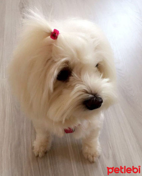 Maltese, Köpek  Mısra fotoğrafı