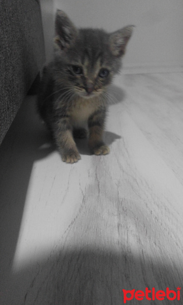 Tekir Kedi, Kedi  Duman fotoğrafı