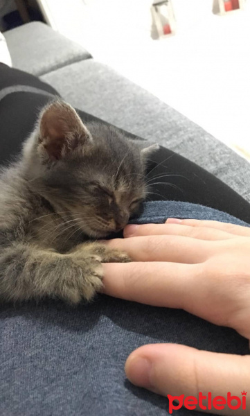 Tekir Kedi, Kedi  Duman fotoğrafı
