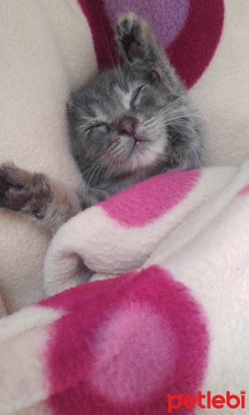 Tekir Kedi, Kedi  Duman fotoğrafı