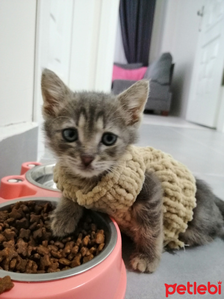 Tekir Kedi, Kedi  Duman fotoğrafı