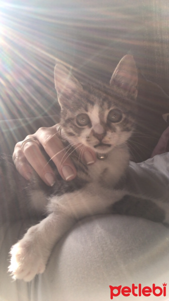 Tekir Kedi, Kedi  Neymar fotoğrafı