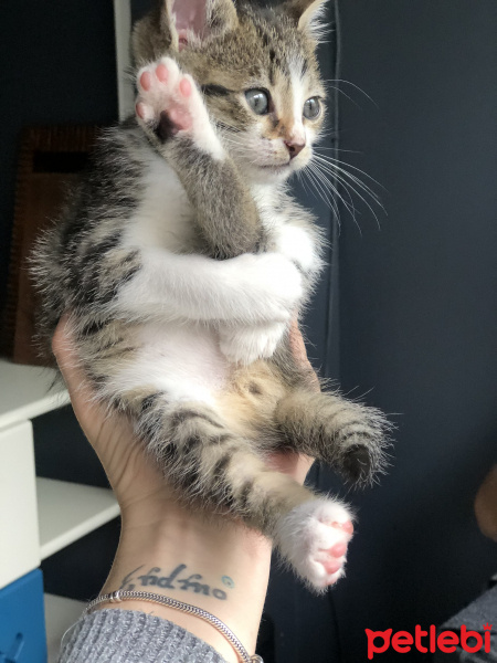 Tekir Kedi, Kedi  Neymar fotoğrafı