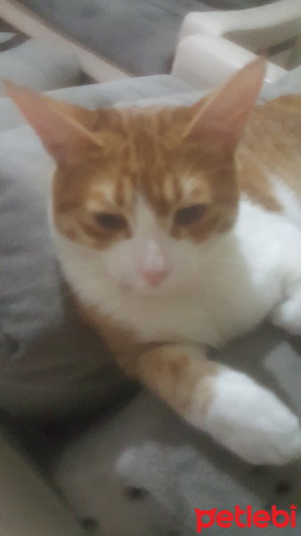 Tekir Kedi, Kedi  Tedi fotoğrafı