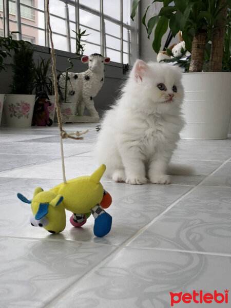 İran Kedisi (Persian), Kedi  Sütlaç fotoğrafı