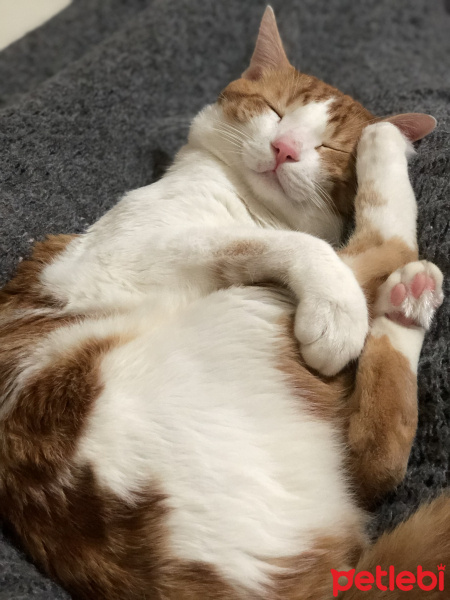 Sarman, Kedi  Bambam fotoğrafı