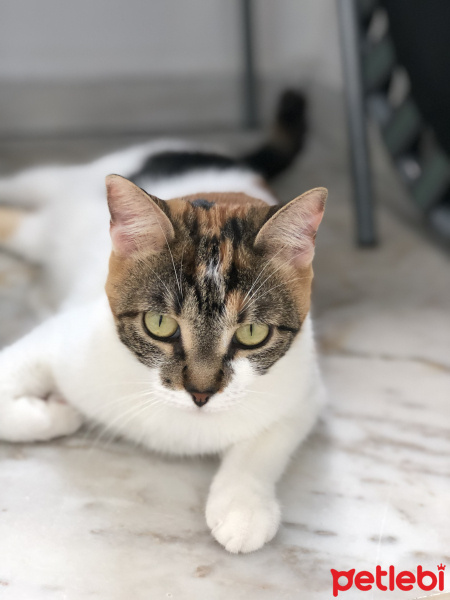 Tekir Kedi, Kedi  Çakıl fotoğrafı