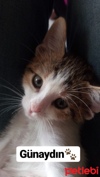 Tekir Kedi, Kedi  Sabri fotoğrafı
