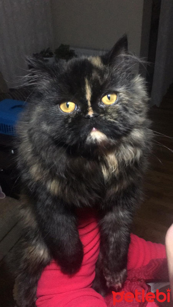 İran Kedisi (Persian), Kedi  Leyla fotoğrafı