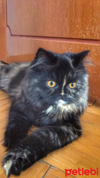 İran Kedisi (Persian), Kedi  Leyla fotoğrafı
